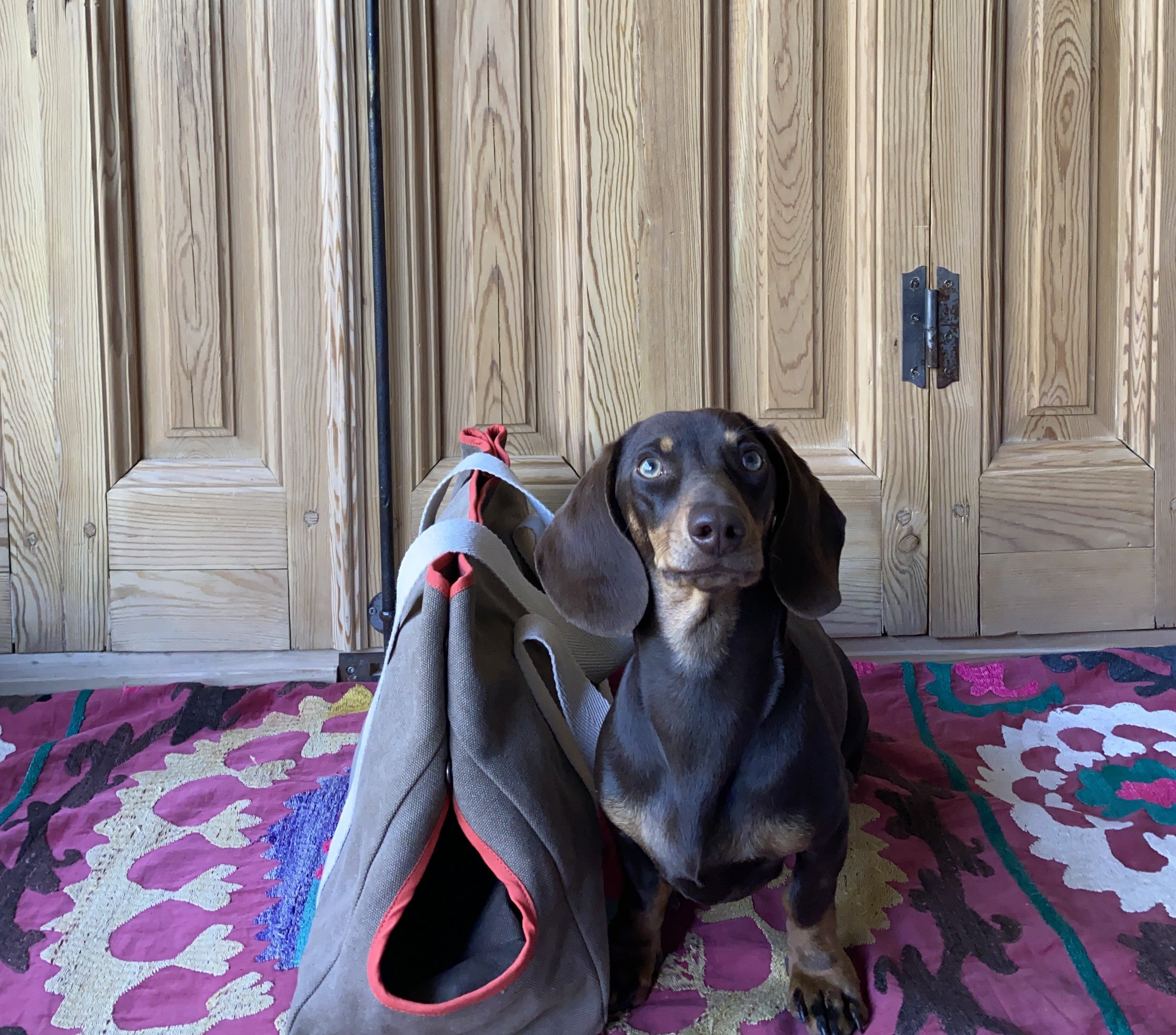 Bolsa de Mascota